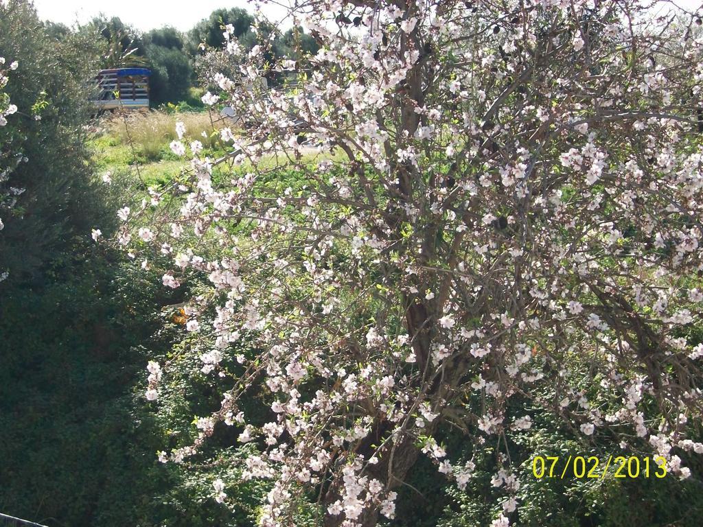 فيلا أفولافي Casa Vacanze Mandorlo In Fiore المظهر الخارجي الصورة